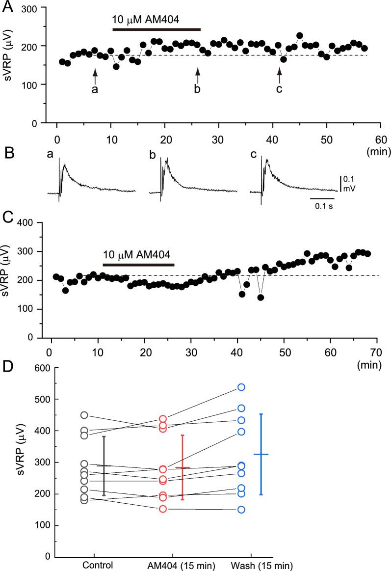 Typical example of the effect of AM404 on the slow ventral root potential (sVRP) in newborn rat spinal cord preparations. A Time course of the changes in peak amplitude of the sVRP in response to the application of 10 µM AM404. B Examples of the reflex response in the control (a), at 15 min after the administration of AM404 (b), and after 15 min of washout (c). a–c correspond to a-c in panel A. C Example showing a decrease in sVRP amplitude during the application of AM404 and an increase after washout. D Data plots of the sVRP amplitude from 10 preparations at control (black), 15 min application of AM404 (red), and 15 min after washout (blue). Bars on the right side of the individual datasets denote the mean ± S.D. The average values of the sVRP amplitude did not change significantly