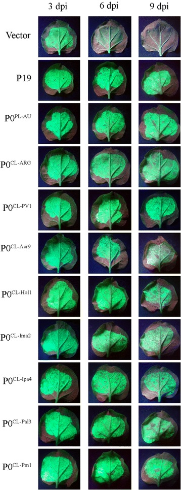 Suppression of local silencing by cotton leafroll dwarf virus P0s in N. benthamiana 16c plants. Transgenic N. benthamiana plants expressing GFP (line 16c) were co-infiltrated with Agrobacterium carrying plasmids to express GFP (silencing trigger) and candidate suppressor proteins (P0CL-PV1, P0CL-Acr9, P0CL-Hol1, P0CL-Ima2, P0CL-Ipa4, P0CL-Pal3 and P0CL-Pm1). GFP co-expressed with empty vector was used as negative control. P0CL-ARG, P0PL-AU and P19 were used as positive controls in the assay. Pictures were taken at 3, 6 and 9 days post-infiltration (dpi)