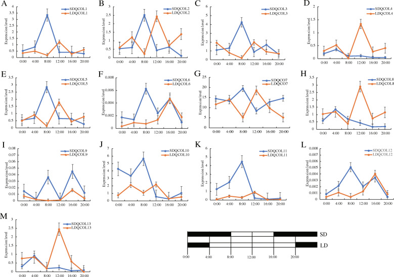 Expression patterns of the CsCOL genes under LD (8 h dark/16 h light) and SD (16 h dark/8 h light) conditions. SDQCOL1–13 represents the expression levels of CsCOLs of “Qingma 1” under SD conditions; LDQCOL1–13 represents the expression levels of CsCOLs of “Qingma 1” under LD conditions. Black rectangle represented the darkness, while white rectangle represented the light. Data shown as mean (±SD), n = 3