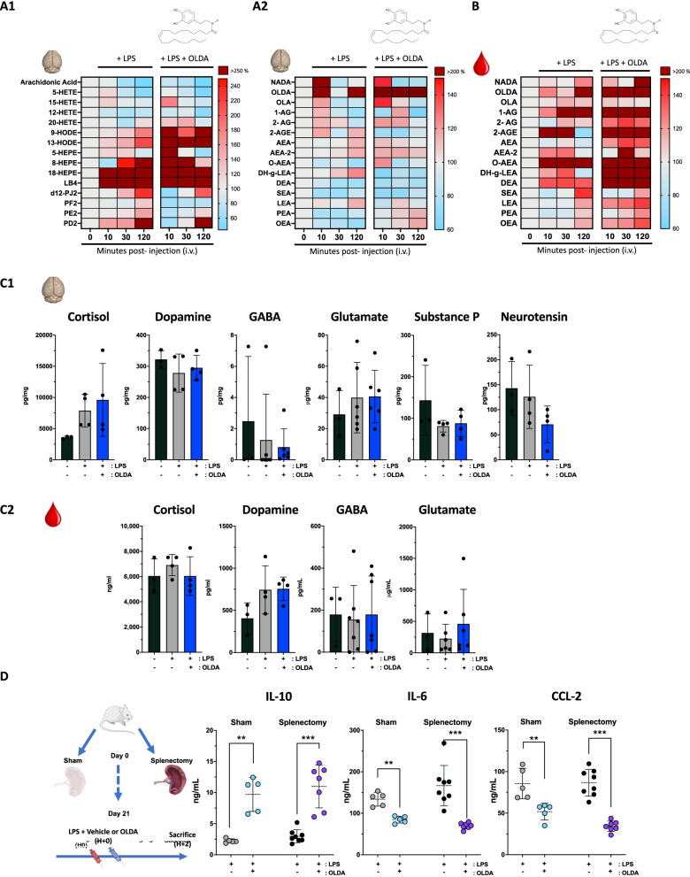 Endogenous neurolipid modulation during acute inflammation and the effects of exogenous OLDA on neuroinflammatory mediators. A Regulation of endogenous neurolipids, including arachidonic acid and its metabolites (prostaglandin, leukotriene B4, eicosapentaenoic acid, hydroxyeicosatetraenoic acid and octadecadienoic acid) and conjugation products (N-acyl dopamines, acyl-glycerol and N-acylethanolamines) following LPS ± exogenous vanilloid (OLDA) injection. LPS injection provoked acute changes in N-acyl-dopamines and acyl-ethanolamines in brain and plasma: Wild-type mice were challenged with LPS (3 mg/kg, i.v.) ± OLDA (10 mg/kg, i.v.). Brain and plasma were harvested at 10, 30 and 120 min (12-week male, n = 4–8 mice per time point, respectively, at 0, 10, 30 and 120 min after LPS injection). A1 In the brain, arachidonic acid and its hydroxyeicosatetraenoic acid (HETE) metabolites were significantly downregulated during acute inflammation. A2, B Conversely, arachidonic acid metabolites from the prostaglandin (PD2, PE2 and D12PJ2) leukotriene B4, eicosapentaenoic and octadecadienoic acid families were upregulated. OLDA was barely detectable at baseline, in brain and plasma and trended towards increased in blood and plasma during the first 120 min following LPS injection, as did acyl-glycerol (1-AG, 2-AGE) and N-acylethanolamines in the plasma. Results are shown as a heat map, baseline levels being considered as reference (100%) for each metabolite (12-week male, n = 4–8 mice per time point, respectively, at 0, 10, 30 and 120 min after LPS injection). C Changes in levels of hormones or peptide neuromodulators in C1 total brain extracts and C2 plasmas from wild-type mice, at baseline and 2 h after i.v. challenge with LPS (1 mg/kg) followed by either OLDA (10 mg/kg) or carrier (9-week male, n = 4/group for cortisol, dopamine, substance P and neurotensin; 10-week-old male, 13-week female, n = 7–10/group for GABA; 8- to 9-week female, n = 6–9/group for glutamate). D The vanilloid neuro-immune anti-inflammatory reflex does not require the spleen: Splenectomy performed 3 weeks prior to induction of endotoxemia and treatment with OLDA did not abrogate the anti-inflammatory effects of OLDA. These results suggest that the neuro-immune action of OLDA is independent of the vagal–splenic anti-inflammatory pathway, and that bone marrow rather than spleen Mo-MDSCs produce IL-10 in response to co-treatment with LPS + OLDA. Plasma cytokines were quantified in plasma at T = 2 h after LPS challenge (1 mg/kg i.v.) and OLDA (10 mg/kg i.v.) or carrier (i.v.) (12- to 13-week male, n = 5–8/group). **P < 0.01, ***P < 0.001, LPS-treated mice vehicle vs. OLDA, two-tailed Mann–Whitney U test