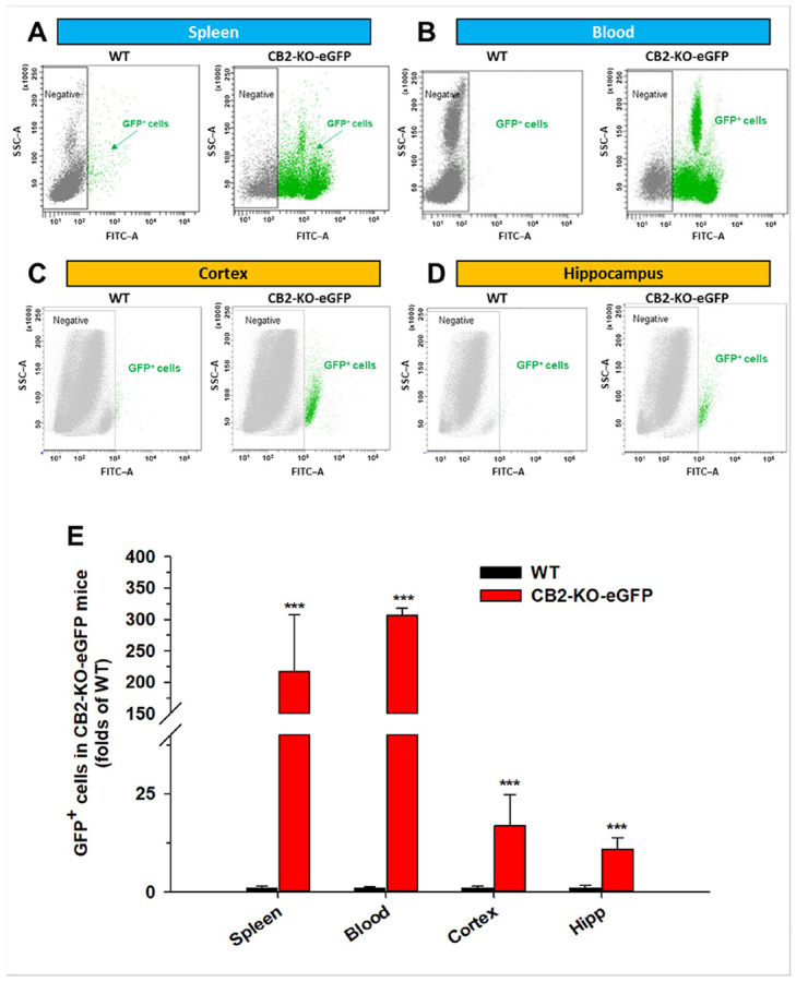 Flow cytometry analysis illustrates GFP expression in peripheral and brain tissues of CB2-KO-eGFP mice. Representative GFP fluorescence (FITC channel) vs. Side Scatter–Area (SSC–A) plots show distinct GFP+ cell populations (green) in each tissue compared with WT controls (gray, negative). Robust GFP expression was detected in splenocytes (A) and blood (B) cells, with lower but detectable levels in cortical (C) and hippocampal (D) cells in CB2-KO-eGFP mice. GFP-negative cells cluster near baseline fluorescence (left), whereas GFP-positive cells form a distinct right-shifted population (higher FITC). The GFP gate is set using WT controls to exclude autflouorescence. This prevents overestimation of GFP+ events from clumped cells. (E) The bar graph summarizes the relative abundance of GFP+ cells in CB2-KO-eGFP mice, expressed as fold change over WT levels. Data are presented as mean ± SEM (n = 2 per group). FITC: Fluorescein isothiocyanate, a fluorescent dye used to label gated GFP+ cells in singlets. (See Suppl. Fig. 11)