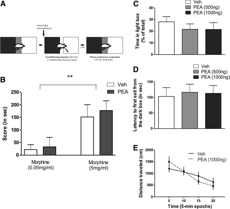 Effects of vHipp PEA infusion on morphine CPP, anxiety, and locomotion activity. (A) Experimental protocol. Rats were trained in a sub-threshold (morphine 0.05 mg/kg, i.p.) or supra-threshold (morphine 5 mg/kg, i.p.) morphine CPP protocol. (B) Vehicle or PEA (1 μg/0.5 μL) were microinfused in the vHipp immediately before each conditioning session. Memory was tested 7 days after last conditioning. There was no effect of PEA infusion in any of both conditions analyzed. Post hoc comparisons Newman–Keuls. **p<0.01 morphine interaction. Rats were tested on the dark/light box paradigm immediately after the infusion of vehicle, PEA 500 ng (0.5 μg/0.5 μL) or PEA 1000 ng (1 μg/0.5 μL). The time spent in the light box (C) and the latency for the first exit from the dark box (D) was measured. No significative differences were found between any of the groups tested. Rats were also tested on an open-field task and distance traveled, as a measure of locomotion activity, was measured (E) immediately after PEA or vehicle infusion. No effect was observed between groups. CPP, conditioned place preference.