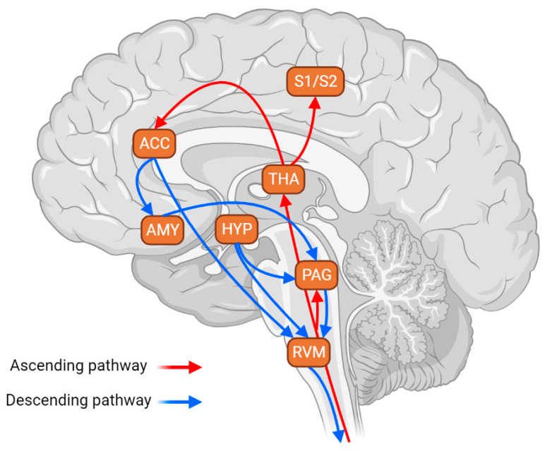 Scheme of the major connections projecting, directly or indirectly, to the RVM. This circuitry is critical in modulating the descending and ascending pain pathways. Arrows in red indicate the ascending pain pathway that conveys nociceptive signals from the spinal cord to supra-spinal structures responsible for pain processing—these ascending signals relay in the periaqueductal gray (PAG) and thalamus (THA). The latter sends projections to the primary and secondary somatosensorial cortices (S1 and S2) and anterior cingulate cortex (ACC). Arrows in blue indicate the descending pain pathway, which modulates the ascending information by facilitating or inhibiting its signals. The key structure of the descending pain modulation system is the rostral ventromedial medulla (RVM), which receives major projections from the PAG. The PAG-RVM pathway is one of the best-studied circuits in the descending pain modulation system. Its activation facilitates and inhibits pain. Both structures, the PAG and RVM, receive inputs from the hypothalamus (HYP), a well-known structure implicated in the modulation of stress responses. The PAG also receives inputs from the amygdala (AMY), which is also implicated in stress responses. Finally, the ACC sends projections to the AMY, indirectly influencing the descending pain modulation, and to the RVM, directly influencing the descending pain modulation output. Hence, the RVM maintains, directly or indirectly, neuronal connections with most pain-engaged structures, providing a mechanism in which cortical and subcortical structures influence nociceptive input and pain perception. Therefore, this circuitry is a critical neuroanatomical substrate for stress-induced alterations in nociceptive sensitivity.