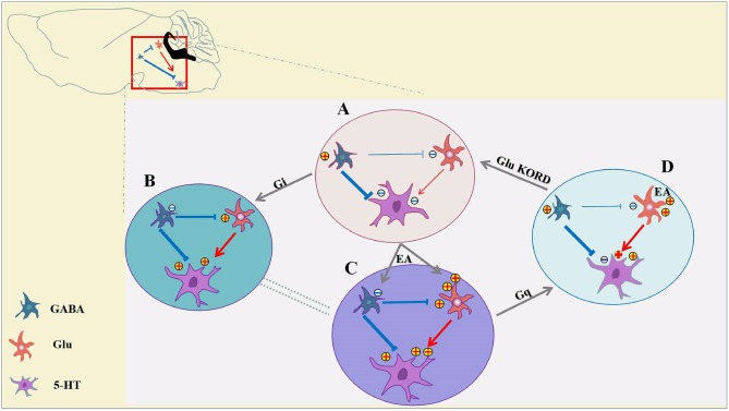 Inhibition of GABAergic neurons and excitation of glutamatergic neurons in the vlPAG participate in EA analgesia. (A) Under pain conditions, GABAergic neurons are excited, resulting in glutamatergic, and serotoninergic neuron inhibition. (B) Chemogenetic inhibition of GABAergic neurons results in activation of glutamatergic neurons and serotoninergic neurons, and the descending inhibitory pain pathway would be activated to relieve the pain. (C) EA synchronously inhibits GABAergic neurons and activates glutamatergic neurons, thereby allowing serotoninergic neurons to be excited sufficiently. (D) With chemogenetic inhibition of GABAergic neurons, glutamatergic neurons are still activated by EA, and serotoninergic neurons in the descending inhibitory pain pathway remained partially activated. Chemogenetic activation of GABAergic neurons and inhibition of glutamatergic neurons is sufficient to attenuate the effects of EA.