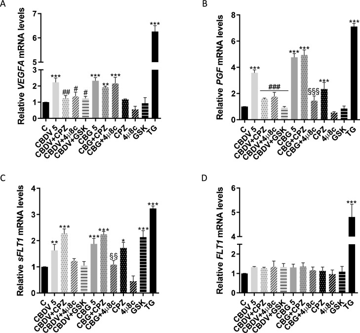 CBDV and CBG dysregulate the gene expression of angiogenesis-related factors. (A-D) Analysis of the mRNA levels of VEGFA, PGF, sFLT1 and FLT1, evaluated through RT-PCR. To explore the involvement of TRPV1 and UPR pathways on the changes observed in CBDV and CBG-treated cells (5 µM), they were pre-incubated with CPZ (0.2 µM), 4µ8c (1 µM) or GSK (0.5 µM). TG (0.1 µM) was used as ER stress inducer. The results are presented as mean ± SEM (n = 5). Significant differences between control and treatments are indicated by * (p < 0.05), ** (p < 0.01) and *** (p < 0.001); between CBDV-treated cells with or without CPZ, 4µ8c or GSK are denoted by # (p < 0.05), ## (p < 0.01) and ### (p < 0.001); between CBG-treated cells with or without CPZ or 4µ8c are denoted by §§ (p < 0.01) and §§§ (p < 0.001)