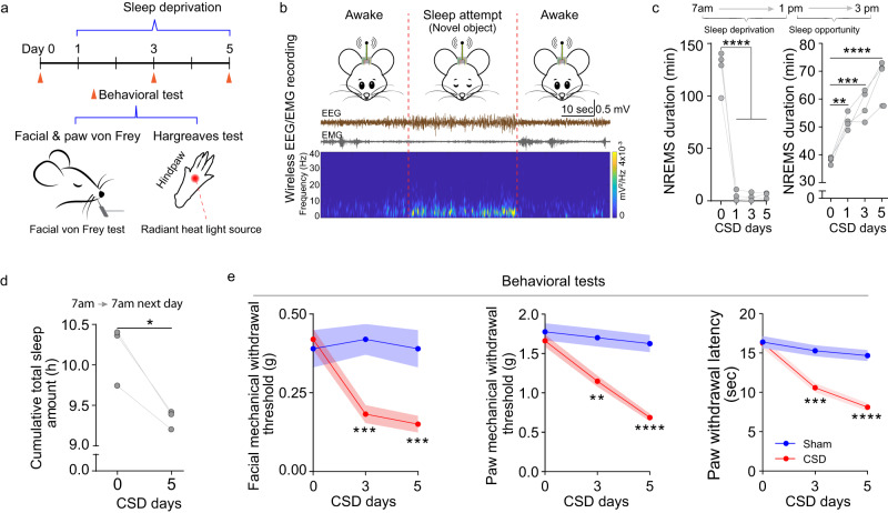 CSD induces hyperalgesia.a Experimental diagram of the sleep deprivation experiment and behavioral testing. b Sample EEG recording using wireless EEG recording. Brown line-EEG trace. Gray line-EMG trace. A representative sleep attempt on EEG and EMG traces during sleep deprivation. Lower panel: time-frequency representation of an EEG signal (spectrogram) showing increased slow activity (0.5–4 Hz) during a manually detected sleep attempt. c Duration of non-REM sleep during the sleep deprivation session (7 am–1 pm; n = 4 mice; Day 0 vs day 1, 3, 5 p < 0.0001) and during the representative sleep opportunity period (1 pm–3 pm, Day 0 vs day 1 p = 0.0033; Day 0 vs day 3 p = 0.0002; Day 0 vs day 5 p < 0.0001). One-way ANOVA indicated a statistically significant difference. Tukey’s post hoc test. **p < 0.01, *** p < 0.001, ****p < 0.0001. d Total cumulative sleep time over 24 h (7 am-7 am; n = 3 mice; Day 0 vs day 5 p = 0.03). Two-sided paired t test, *p < 0.05. e Facial mechanical withdrawal threshold (Sham vs CSD at day 3 p = 0.0003, day 5 p = 0.0003), hindpaw mechanical withdrawal threshold (Sham vs CSD at day 3 p = 0.0039, day 5 p < 0.0001), and hindpaw thermal withdrawal latency (Sham vs CSD at day 3 p = 0.0003, day 5 p < 0.0001) at the indicated time points. Testing was performed within 1 h after the CSD session. (Sham n = 8 mice, CSD n = 16). Two-way ANOVA indicated that the differences in behavioral parameters between the two groups were statistically significant. The Bonferroni post hoc test indicated that the differences at the indicated time points were significant. Data are presented as mean ± SEM, **p < 0.01, ***p < 0.001, ****p < 0.0001. Source data are provided as a Source Data file. EEG electroencephalogram, EMG Electromyography, NREM non-rapid eye movement.
