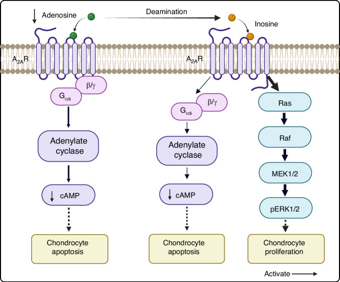 This schematic illustrates A2AR in OA chondrocytes. In OA chondrocytes, there is a decrease in ATP production, reduced utilization of exogenous adenosine, and a decline in cAMP levels, all contributing to increased chondrocyte apoptosis. In contrast, inosine, a stable decomposition product of adenosine, biases toward ERK1/2 phosphorylation, enhances chondrocyte proliferation, and inhibits chondrocyte apoptosis. (The figure was created in BioRender. M, X. (2025) https://BioRender.com/es1159u)