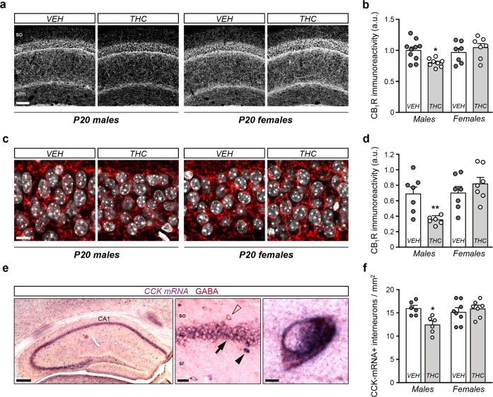 Prenatal THC exposure induces a sex-dimorphic long-lasting hippocampal CB1R adaptation and CCK+ basket cell interneuronopathy.a, b Representative images and quantification of CB1R immunoreactivity measured in the CA1 hippocampal region of P20 mice prenatally exposed to THC (3 mg/kg) or its vehicle. c, d CB1R immunoreactivity quantified in the stratum pyramidale of CA1 in the same mice. e, f Representative images of CCK in situ hybridization and GABA immunohistochemistry in the hippocampus, and quantification of interneurons identified as CCK/GABA double-positive cells. n = at least 7 (a) or 6 (d, f) animals per group. *p < 0.05 vs. corresponding vehicle; **p < 0.01 vs. corresponding vehicle. Scale bars: a 50 µm; c 10 µm; e left 150 µm, center 25 µm, right 5 µm.