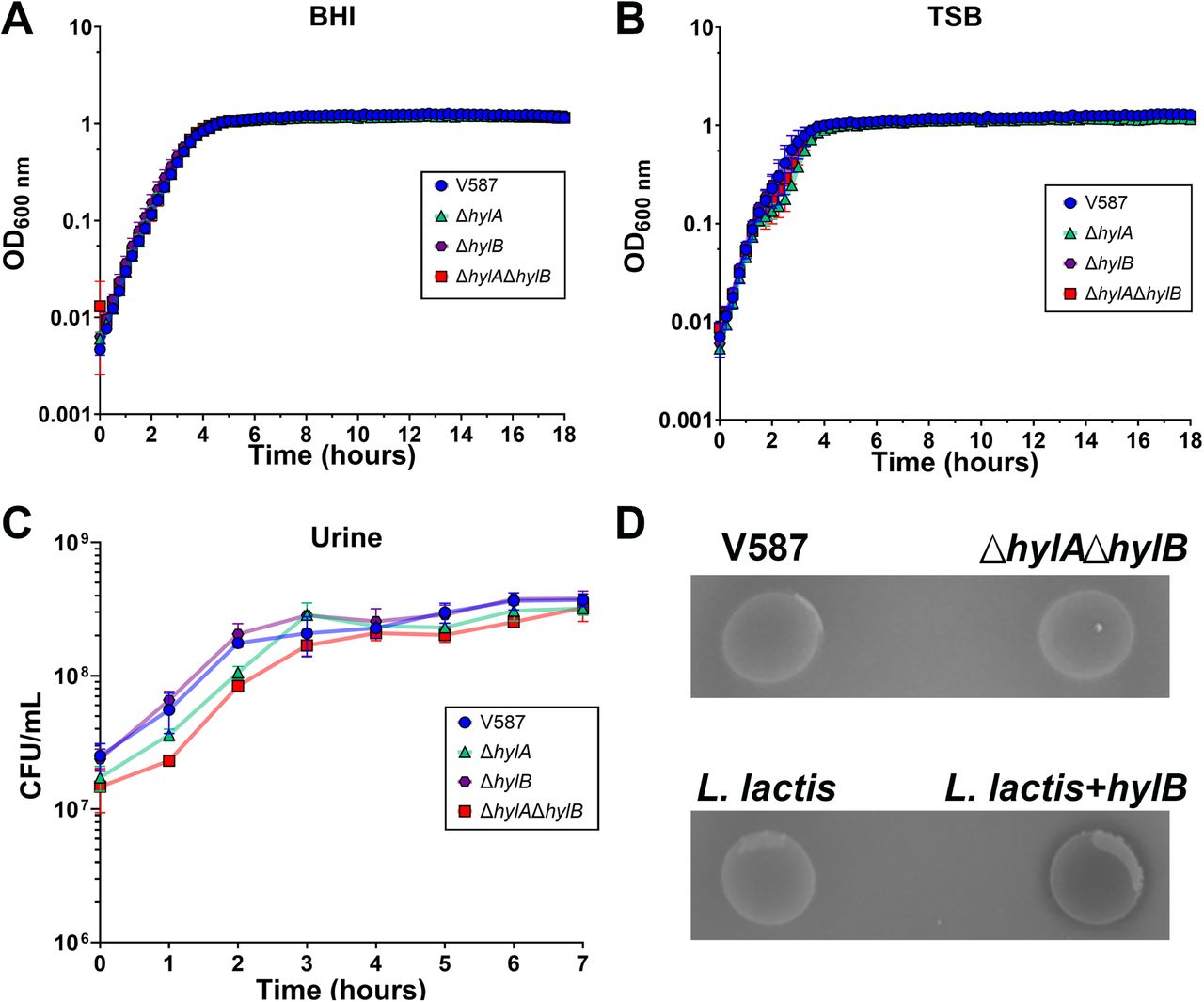 In vitro growth rates hyaluronidase activity of E. faecalis strains.(A-B) E. faecalis V587 and isogenic mutants were grown in BHI broth (A) or TSB (B) at 37°C with shaking and OD600 was measured every 15 minutes for 18 hours. Graphs are representative of two independent experiments. Error bars indicate mean ± SD for three technical replicates. (C) E. faecalis V587 and isogenic mutants were grown in human urine at 37°C with shaking and CFUs were determined every hour for 7 hours. Error bars indicate mean ± SD for three independent experiments. (D) Representative images of E. faecalis V875, ΔhylAΔhylB, Lactococcus lactis, and L. lactis constitutively expressing hylB after incubation on agar plates containing HA. A zone of clearance is only observed if the bacterium is producing active hyaluronidase.