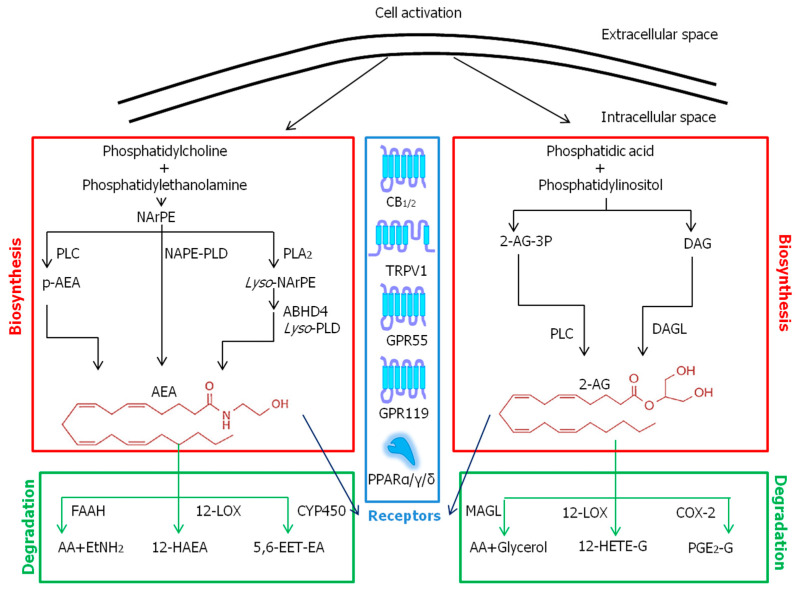 Metabolic pathways and known receptors of ECBs. Abbreviations: 12-HAEA—12-hydroxy-N-arachidoylethanolamine; 12-HETE-G—12-hydroxy eicosatetraenoylglycerol; 2-AG—2-arachidonoylglycerol; 5,6-EET-EA—5,6-epoxyeicosatrienoyl ethanolamide; AA—arachidonic acid; ABHD4—αβ-hydrolase domain 4 protein; AEA—N-arachidonoylethanolamine; CB1/2—cannabinoid receptor 1/2; COX-2—cyclooxygenase-2; CYP450—cytochrome P450; DAG—diacylglycerol; DAGL—diacylglycerol lipase; EtNH2—ethanolamine; FAAH—fatty acid amide hydrolase; GPR—G protein-coupled receptor; LOX—lipoxygenase; Lyso-NArPE—lyso-N-arachidonoyl phosphatidylethanolamine; Lyso-PLD—lysophospholipase D; MAGL—monoacylglycerol lipase; NAPE-PLD—N-acylphosphatidylethanolamines-specific phospholipase D; NArPE—N-arachidonoyl phosphatidylethanolamine; p-AEA—phospho-N-arachidonoylethanolamine; PGE2-G—prostaglandin E2 glycerol; PLA2—phospholipase A2; PLC—phospholipase C; PPARα/γ/δ—peroxisome proliferator activated receptor α/γ/δ; TRPV1—transient receptor potential vanilloid type-1.