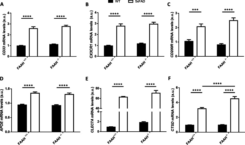 Mixed DAM signature in microglia from 5xFAD/FAAH−/− mice. A–C Expression levels of phagocytic markers CD33 (A), CX3CR1 (B) and CD200R (C), obtained from hippocampal extracts after RT-qPCR. E–G Messenger RNA levels of DAM markers APOE (D), CLEC7A (E) and CTSD (F), obtained from hippocampal extracts after RT-qPCR. Two-way ANOVA followed by Tukey’s test (**p < 0.01, ****p < 0.0001) (n = 6–8 animals in each group). Graphs represent mean ± s.e.m