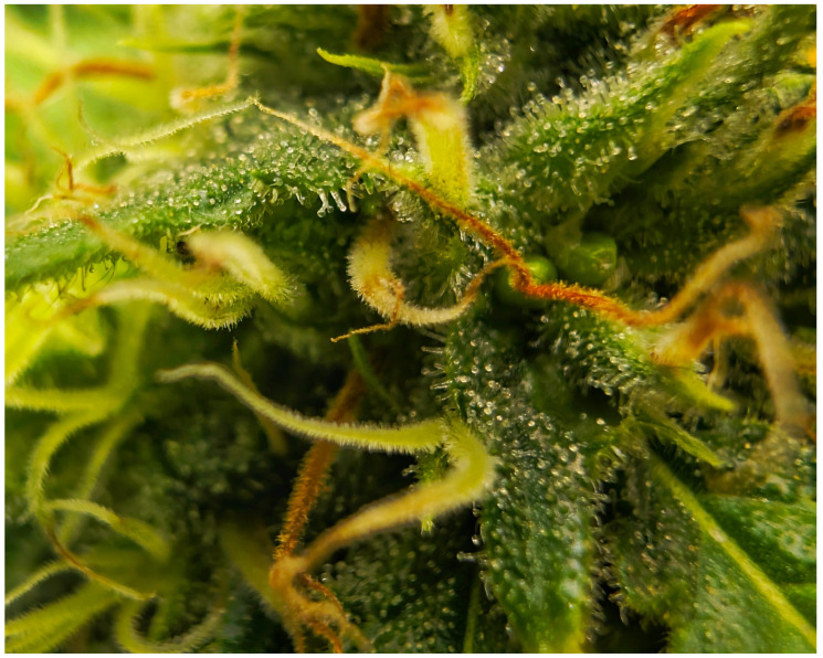 High-magnification image of immature glandular trichomes on the surface of sugar leaves from a fresh Cannabis sativa L. inflorescence, illustrating the early stages of resinous biomass production.