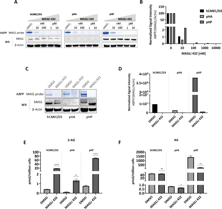 MAGLi 432 inhibits MAGL activity and robustly enhances 2-AG levels in human NVU cells.(A) Dose-dependent inhibition of active MAGL by MAGLi 432 in human BMECs (hCMEC/D3), astrocytes (pHA) and pericytes (pHP) in vitro assessed by ABPP and western blot applied to cell lysates 6 h after exposure to ascending doses of MAGLi 432 (10 nM, 100 nM, 1 μM and 10 μM) or DMSO. (B) The average signal intensities of MAGL activity and total protein were quantified as the total detectable active MAGL signal (ABPP) divided by the total MAGL/β-actin signal, with the highest signal normalized to 100%. (C, D) Assessment of a functional blockade of MAGL by MAGLi 432 in BMECs, astrocytes and pericytes in vitro by ABPP and western blot applied to cell lysates 6 h after exposure to DMSO or 1 μM MAGLi 432. The average signal intensities of MAGL activity and total protein were quantified as the total detectable active MAGL signal (ABPP) divided by the total MAGL/β-actin signal. (E, F) LC-MS measurement of 2-AG (C) and arachidonic acid (AA) (D) levels in cell lysates after treatment for 6 h (DMSO or 1μM MAGLi 432). Data are means ± SD, one-way ANOVA (ns = not significant, *p < 0.05, **p < 0.01, ***p < 0.001, ****p < 0.0001).