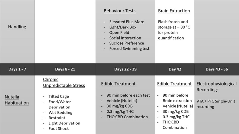 Experimental schedule.