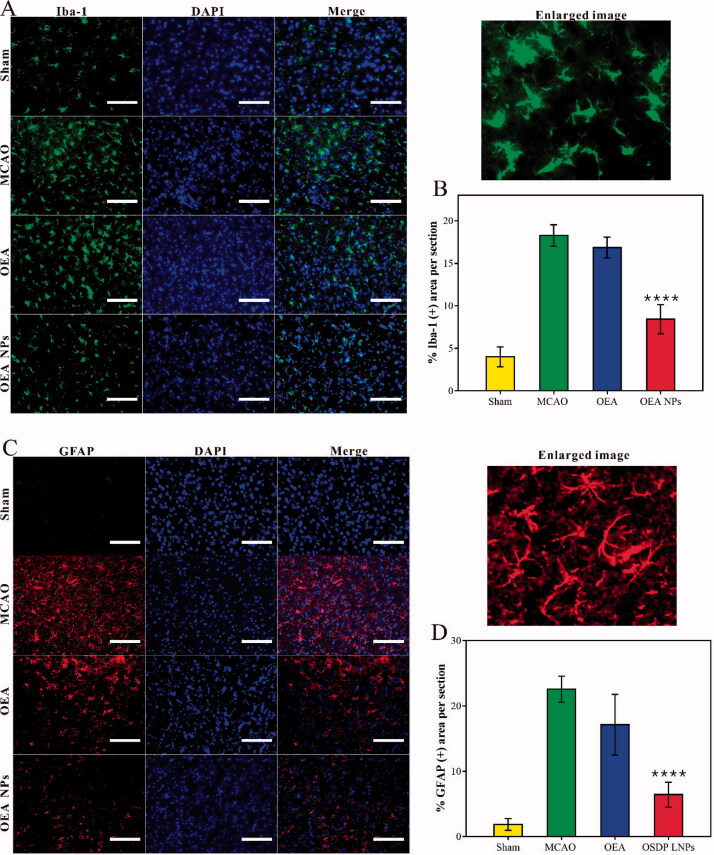 Quantification of the area of IBA-1 positive stain (A,B) and the area of GFAP positive stain (C,D) from the cortex around the ischemic focus. Scale bars: 125 µm. (****p < .0001, compared to MCAO group).