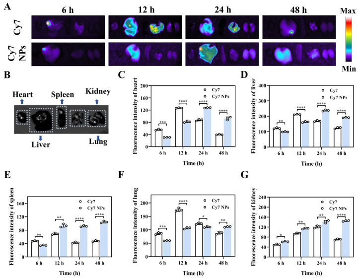 The biodistribution of nanoparticles in vivo. (A) Fluorescence images of the main organs. (B) Bright-field images of the main organs. The average fluorescence intensity of the (C) heart, (D) liver, (E) spleen, (F) lungs, and (G) kidneys of mice. The values are presented as the mean ± SD (n = 3). Statistical significance is indicated as follows: * p < 0.05, ** p < 0.01, *** p < 0.001, and **** p < 0.0001.