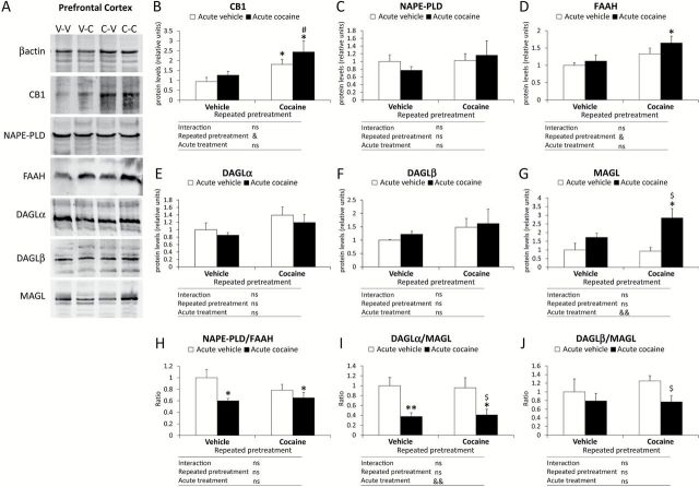 Effects of cocaine-induced sensitization on the expression of endocannabinoid signaling-related proteins in the mouse PFC. (A) Representative immunoblots of endocannabinoid signaling-related proteins after repeated pretreatment (vehicle or cocaine) and acute treatment (vehicle or cocaine). Relative protein levels: (B) CB1 receptor; (C) NAPE-PLD; D) FAAH; (E) DAGLα; (F) DAGLβ; and (G) MAGL. Ratios between the synthesis and degradation enzymes: (H) NAPE-PLD/FAAH; (I) DAGLα/MAGL; and (J) DAGLβ/MAGL. Bars represent the mean + SEM (n = 8). Two-way ANOVA: & p < 0.05 and && p < 0.01. Post hoc analysis: *p < 0.05 and **p < 0.01 versus the vehicle-vehicle group; # p < 0.05 versus the vehicle-cocaine group; $ p < 0.05 versus the cocaine-vehicle group. V-V: vehicle-vehicle group; V-C: vehicle-cocaine group; C-V: cocaine-vehicle group; C-C: cocaine-cocaine group; ns: non-significant.