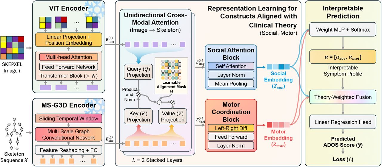 Overview of the proposed theory-guided model architecture for autism severity prediction. A SKEPXEL pseudo-image and a skeleton sequence are encoded by frozen pretrained backbones (ViT and MS-G3D) into patch and joint tokens, which are aligned via unidirectional cross-attention from image patches to skeleton joints. A learnable alignment mask biases attention toward plausible joint-to-patch correspondences. The aligned representations are then processed by theory-specific blocks (Social Attention Block over patches, Motor Coordination Block over joints) and projected into two theory-aligned latent channels (social communication, motor control), combined using instance-specific theory weights, and passed through a linear regression head to produce the final severity estimate.