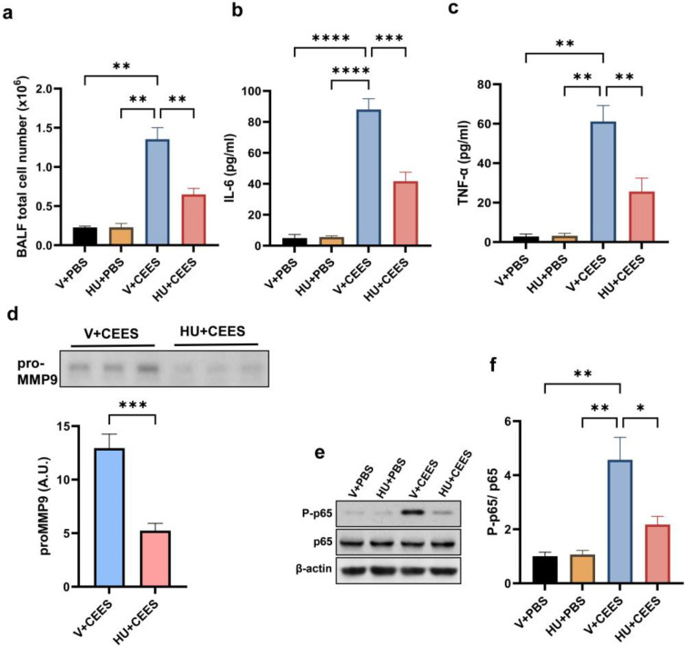 HU308 treatment alleviates CEES-induced pulmonary inflammation in mice. C57BL/6J WT mice were treated with either vehicle or HU308 and exposed to PBS (control) or CEES. After 48 h, BALF was collected for analysis. Total cell counts (a) were determined (n = 5), and inflammatory cytokine levels, IL-6 (b) and TNF-α (c), were measured (n = 6). Additionally, pro-MMP-9 levels in the BALF were evaluated, with the representative data and quantification shown in panel (d) (n = 6). CB2R activation inhibits CEES-induced NF-κB activation, as demonstrated by assessing P-p65 and p65 protein levels in AMs. The representative immunoblot images are provided in panel (e), with the densitometry analysis presented in panel (f). n = 5–6, * p < 0.05, ** p < 0.01, *** p < 0.001, and **** p < 0.0001. Data are expressed as the mean ± SEM. V: vehicle, HU: HU308.