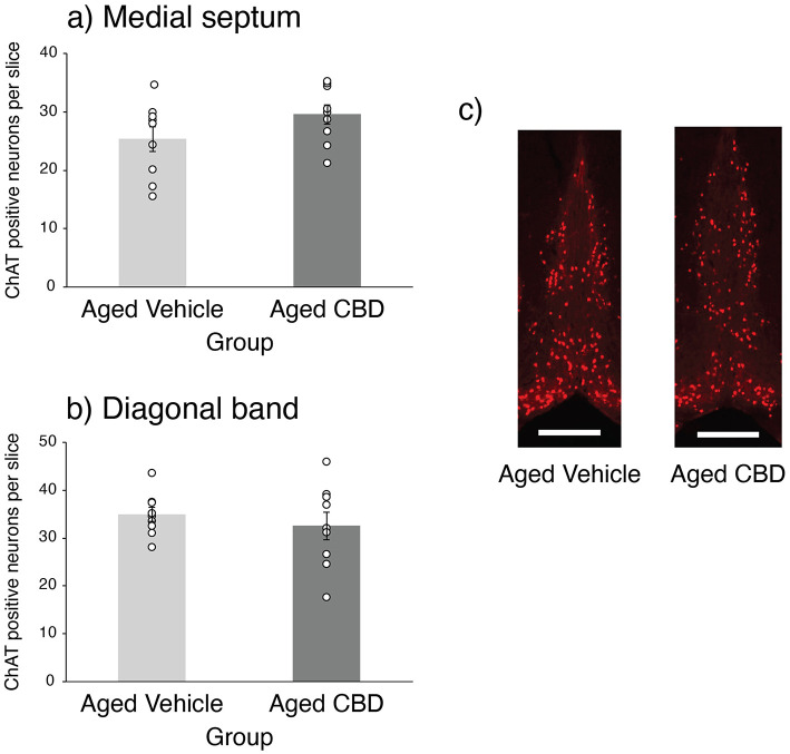 Effect of CBD on ChAT-positive neurons in the MS and DB basal forebrain of 21-month-old C57BL/6 mice. (a) Number of ChAT-positive neurons per slices in the MS (mean ± SEM) in vehicle and CBD groups. (b) Number of ChAT-positive neurons per slices in the DB (mean ± SEM) in vehicle and CBD groups. (c) Representative photomicrographs of ChAT-positive neurons in the MS and DB in aged vehicle and CBD-treated mice. Scale bar represents 500 μm. Vehicle group (n = 9; 7 male and 2 female), CBD group (n = 9; 7 male and 2 female).