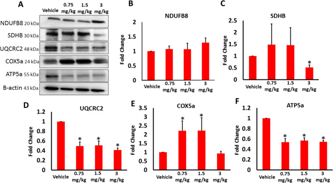 The expression of mitochondrial respiratory chain complexes I (NDUFB8), II (SDHB), III (UQCRC2), IV (COX5a), and V (ATP5a) in the testes of vehicle and AB-FUBINACA treated groups detected by western blot analysis. Data presented as mean ± SEM (n = 3); *P < 0.05 is statistically significant compared to vehicle group