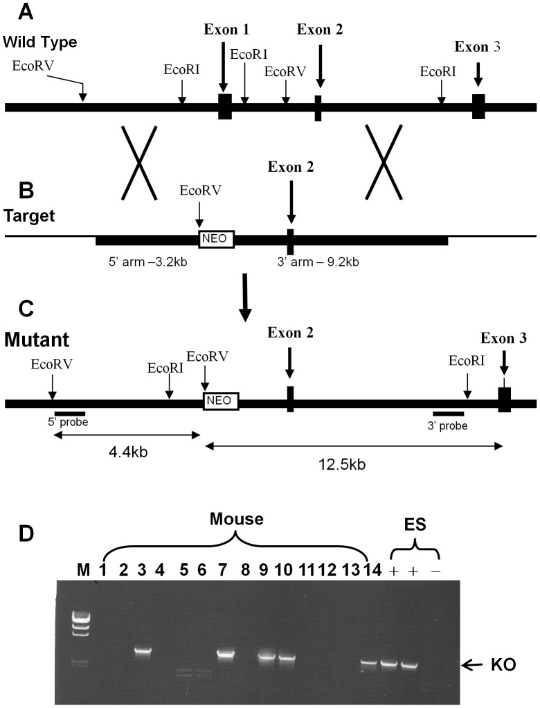 Generation of mice with targeted inactivation of the GPR26 gene.(A), a diagram depicting the genomic structure of the mouse GPR26 gene. (B), the targeting vector used to delete the first exon of the GPR26 gene. (C), the structure of the expected mutant allele with deletion of the first exon of the GPR26 gene. (D), a representative PCR screening result of positive ES clones and offspring with targeted deletion of GPR26, as identified by the presence of a ∼3.8 kb band (indicated with the arrow).