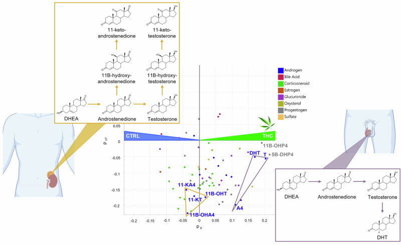 Loadings of OPLS-DA model M1, characterizing the variables from the extended steroid profile which are discriminating serum samples from THC-positive participants (right-hand side) versus controls (left-hand side).While DHT, T, and A4 are increased in THC-positive samples, C11-oxy androgens display similar levels in both groups. Icons were created in BioRender: M.G. (2026) https://BioRender.com/vrajkgx.