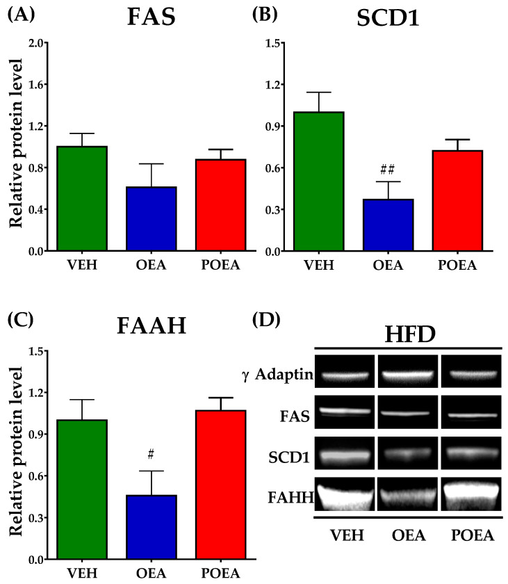 Analysis of protein expression after sub-chronic (15 days) administration of a 10 mg/kg dose of either N-acylethanolamines (NAEs) degrading enzyme after sub-chronic (15 days) administration of a 10 mg/kg dose of either oleoylethanolamide (OEA) or palmitoleylethanolamide (POEA) in liver in hypercaloric cafeteria diet (HFD)-fed Sprague–Dawley rats. Fatty acid synthase (FAS) (A), stearoyl-CoA desaturase (SCD1) (B), and fatty acid amide hydrolase (FAAH) (C) were analyzed by imaging densitometry. The bars show results from six independent samples from each treatment group. (D) Representative images of Western blot analysis of liver samples for each treatment. The corresponding expression of γ-adaptin is showed as a loading control per lane. All samples were derived at the same time and processed in parallel. The bars determined the means and corrected for γ-adaptin protein as reference ± standard error of the mean (SEM) (n = 6 samples per group). Unpaired t-test: (#) p < 0.05 and (##) p < 0.01 vs. vehicle (VEH) group.