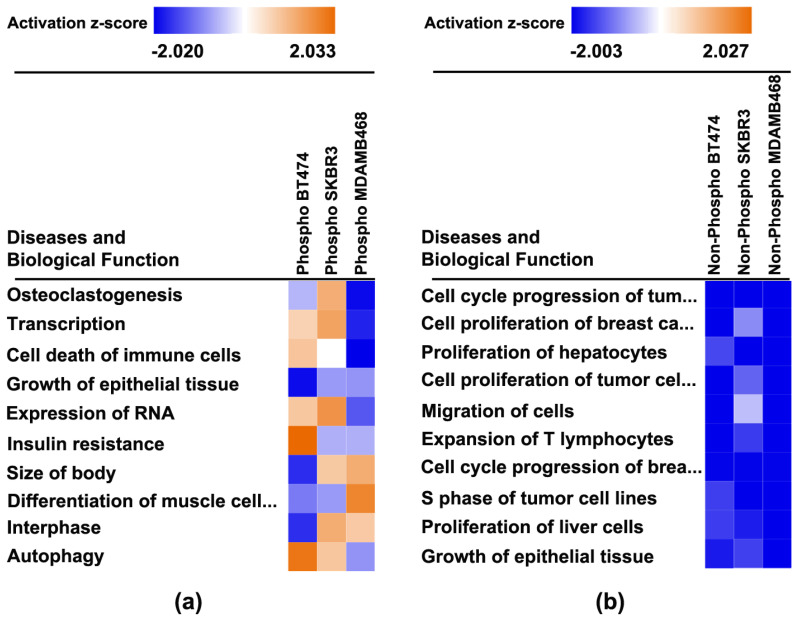 Regulation of diseases and cell functions by 4-oxo-DHA was observed across three molecular subtypes of breast cancer cell lines. The Core Analysis algorithm in IPA also identifies diseases and functions within cells that are consistent with the protein expression data. Those data are shown in heat maps based on the expression of (a) phosphorylated and (b) non-phosphorylated proteins. Shades of red indicate that the biological function was activated by treatment with 4-oxo-DHA; greater color intensity indicates stronger evidence of activation. Shades of blue indicate that the biological function was inhibited by treatment with 4-oxo-DHA; greater color intensity indicates stronger evidence of inhibition. The absence of coloration indicates that the evidence was not strong enough to permit a prediction of biological function status.