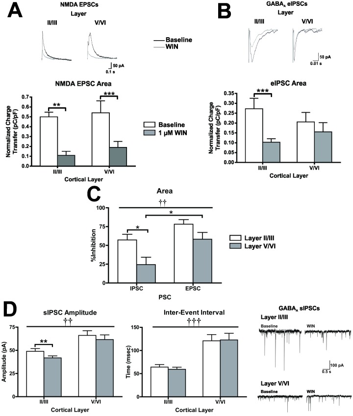 Laminar and synapse specific effects of CB1 activation with 1 µM WIN in organotypic cultures of PFC.A, Effect of WIN on evoked NMDA EPSCs recorded from layer II/III and layer V/VI PNs (N = 9). B, Effect of WIN on evoked (top graphs) and spontaneous (bottom graphs) GABAA IPSCs recorded from layer II/III and layer V/VI pyramidal neurons (N = 8–11). In panels A and B, white bars represent baseline and grey bars represent PSCs in the presence of WIN. Traces to the right of panels A and B represent example traces from these experiments. For evoked PSCs, black traces represent baseline and grey traces represent PSCs in the presence of WIN. Significant main effects of cortical layer are denoted by a dagger (†) and significant pair-wise comparisons between baseline and WIN are indicated by an asterisks (*). C, comparison of the inhibitory effects of WIN between PSC type and across cortical layers (N = 8–12). White bars represent data from layer II/III PNs and grey bars represent recordings from layer V/VI PNs. Significant main effects of PSC type are denoted by a dagger (†) and significant post-hoc comparisons are indicated by an asterisks (*). For all graphs bars represent mean ± SEM. For all symbols conferring statistical significance: single symbol p<0.05, double symbol p<0.01, triple symbol p<0.001.