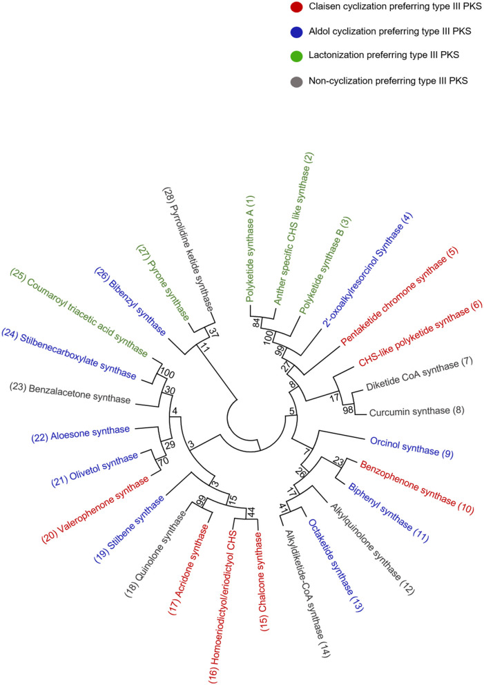 Phylogenetic tree analysis of the representative type III PKSs from each cyclization class; the alignment was generated by CLUSTALW. The examples of each enzyme class are color-coded and the tree was constructed using the Maximum likelihood method by using 1,000 bootstraps.