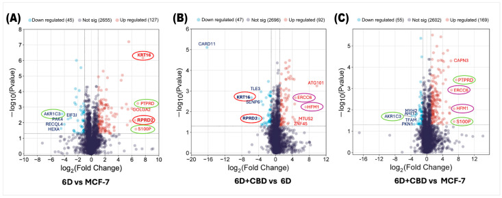 Volcano plots of differential protein expression in the MCF-7, 6D, and 6D+CBD cells obtained by mass spectrometry. (A) Distribution of all differentially expressed proteins in the 6D cells vs. control MCF-7 cells. (B) Differential protein distribution in the 6D+CBD vs. 6D cells. (C) Differential protein distribution in the 6D+CBD vs. control MCF-7 cells. In all graphs, up-regulated proteins (log2FC ≥ 1) are shown as red points and down-regulated (log2FC ≤ −1) ones as blue points, proteins with not-significative changes in the expression are shown as purple points. Data are displayed according to the log2Fold change (horizontal axis) and −log10 of the p-value (vertical axis). The black-dotted line on the vertical axis indicates the limits for significance (−log10Pvalue ≤ 0.05). The top five up-regulated and down-regulated proteins are indicated according to their gene symbols. KRT16 and RPRD2, circled in red, were up-regulated by IL-1β and down-regulated by CBD. PTPRD, S100P, and AKR1C3, circled in green, exhibited similar expression patterns in both, 6D vs. MCF-7 and 6D+CBD vs. MCF-7 comparisons. The CBD up-regulated proteins ERCC6 and HFM1 are indicated with purple circles.