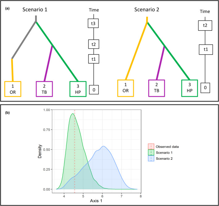 Comparison of two scenarios for the best‐supported divergence model: (a) scenario 1 includes a ghost, unsampled population as the ancestor of the OR genetic cluster, while scenario 2 does not, (b) Projection on an LDA axis of the training data sets generated for each scenario. The location of the observed data set is indicated by a vertical dashed line.