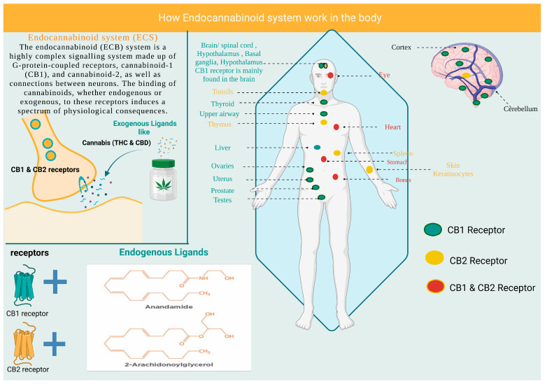 Illustration of the endocannabinoid system and distribution of CB1 receptors. CB1: cannabinoid-1 receptor, CB2: cannabinoid-2 receptor, THC: tetrahydrocannabinol, CBD: cannabinoid.