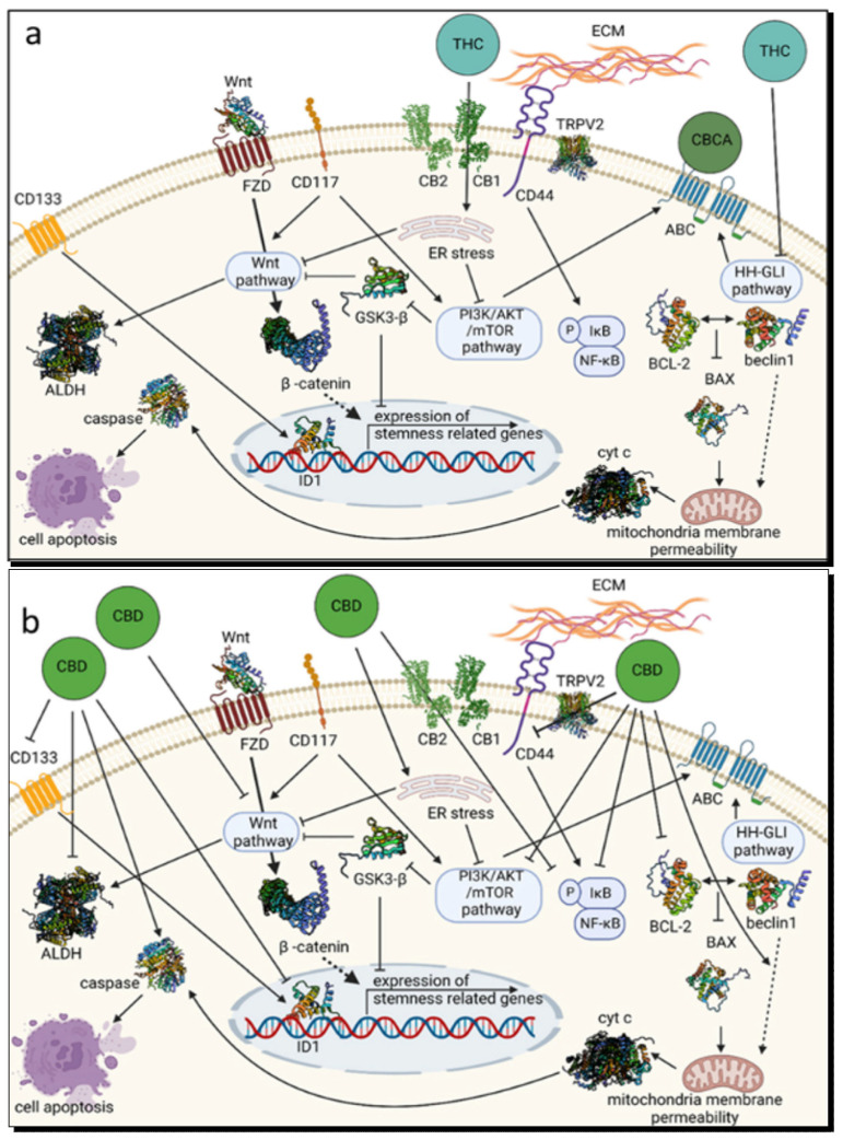 (a) A concise schematic of THC and CBCA anticancer mechanisms. ATP-binding cassette transporter; ALDH, aldehyde dehydrogenase; BCL-2, the activity of B-cell lymphoma-2; CB1, cannabinoid receptor type 1; CB2, cannabinoid receptor type 2; CBCA, cannabichromenic acid; CBD, cannabidiol; CD, clusters of differentiation; cyt c, cytochrome c; ECM, extracellular matrix; ER stress, endoplasmic reticulum stress; FZD, Wnt frizzled receptor; HH-GLI, Hedgehog-GLI; ID1, an inhibitor of DNA binding; TRPV2, transient receptor potential cation channel subfamily V member 2. (b) A concise schematic of CBD anticancer mechanism. CD133 (cluster of differentiation 133), ALDH (aldehyde dehydrogenase), FZD (frizzled receptor), CD117 (c-Kit), Wnt (Wingless-related integration site), CB1/CB2 (cannabinoid receptors 1 and 2), TRPV2 (transient receptor potential vanilloid 2), CD44 (cluster of differentiation 44), ABC (ATP-binding cassette), HH-GLI (Hedgehog–GLIoma) pathway, ER (endoplasmic reticulum) stress, PI3K (phosphoinositide 3-kinase), AKT, mTOR (mechanistic target of rapamycin) pathway, IκB (inhibitor of κB), NF-κB (nuclear factor κ-light-chain-enhancer of activated B-cells), BCL-2 (B-cell lymphoma 2), BAX (Bcl-2–associated X protein), ECM (extracellular matrix), GSK3-β (glycogen synthase kinase 3 β), ID1 (inhibitor of DNA binding 1) and cyt c (cytochrome c). Figure 2a,b, were taken with permission from Koltai et al. [144].