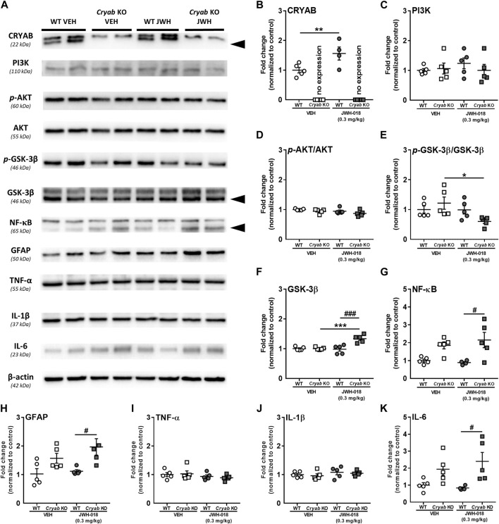Expression of Protein expressions along the PI3K-AKT-GSK3 pathway and inflammation-related proteins in wild-type (WT) and Cryab knockout (KO) mice following JWH-018 exposure. (A) Representative blots showing the expression of target proteins in mice STR. Western blotting revealed the expression levels of (B) CRYAB, (C) PI3K, (D) p-AKT, (E) GSK-3β, (F) p-GSK-3β, (G) NF-κB, (H) GFAP, (I) TNF-α, (J) IL-1β, and (K) IL-6 in the STR of JWH-018-treated mice. n = 4–5. Data expressed as mean ± S.E.M. *p < 0.05, **p < 0.01, and ***p < 0.001 (vs. VEH; Tukey’s post hoc analysis). # p < 0.05 and ### p < 0.001 (vs. WT; Tukey’s post hoc analysis).