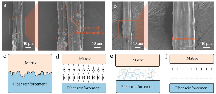 (a) Surface morphology of untreated HFs. (b) Surface morphology of HFs after NaOH treatment. (c–f) Schematic illustration of interfacial bonding mechanisms in the composite: (c) mechanical interlocking, (d) chemical bonding, (e) molecular diffusion, and (f) electrostatic interaction.