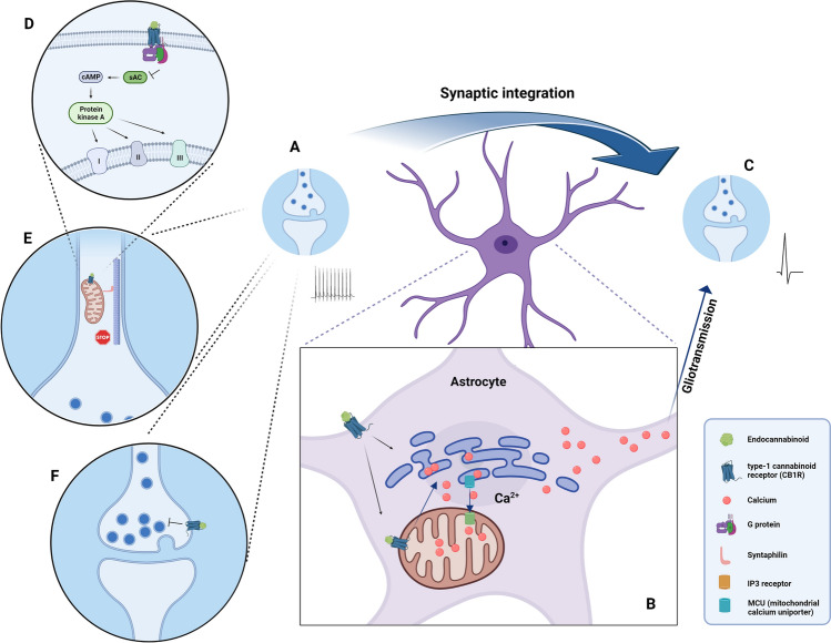 The role of astrocytic surface and mitochondrial CB1 receptors in lateral synaptic potentiation in the hippocampus. Following high-frequency stimulation of a synapse (A), the plasma membrane-associated CB1 receptors in a contacting astrocyte elicit Ca2+ release from the endoplasmic reticulum (B); concomitant stimulation of mitochondrial CB1R (mtCB1R) allows the entry of Ca2+ into the mitochondria (B), via the mitochondrial calcium uniporter and using MERCS. It was proposed that the uptake of Ca2+ into the mitochondria determines the dynamics of the [Ca2+]i changes in astrocytes, to induce lateral synaptic potentiation (C). The activation of the mtCB1R, which is located in the outer mitochondrial membrane, leads to the inhibition of the sAC (soluble adenylyl cyclase), in turn resulting in a decrease of mitochondrial respiration (D) and consequently in a decrease in energy production. Moreover, the synaptic transmission leads to a stop in mitochondrial trafficking/recruiting in the pre-synaptic compartment (E). The membrane CB1R in the pre-synaptic neuron additionally signals an inhibition in neurotransmitter release (F). (Created with BioRender.com)