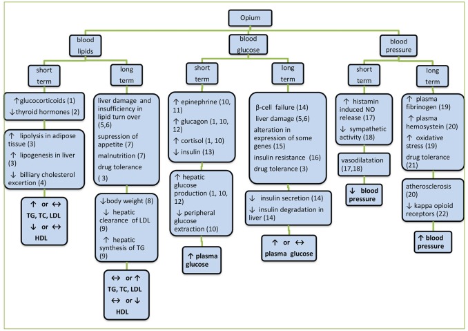 The mechanisms proposed so far for the action of opium on blood glucose, serum lipids, and blood pressure. Herein, short term effects are mostly exerted via hormonal and neural mechanisms but long term effects are often due to structural and functional alterations. In long-term periods depending on the dose and duration of use and other factors, different mechanisms are gradually involved. 1Molina et al. (1994), 2Berglund et al. (1990), 3Al Sagair (2005), 4Bryant et al. (1987), 5Payabvash et al. (2006), 6Zhang et al. (2004), 7Divsalar et al. (2010), 8Rahimi et al. (2014), 9Bryant et al. (1988), 10Radosevich et al. (1984), 11May et al. (1988), 12Ipp et al. (1980), 13Molina et al. (1994), 14Zandomeneghi et al. (1988), 15Liu and Cheng (2011), 16Sheldon and Quin (2005), 17Headrick et al. (2012), 18Mansour et al. (1970), 19Asgary et al. (2008), 20de Luis et al. (2005), 21Jimenez and Fuentes (1993), 22Bolte et al. (2009).