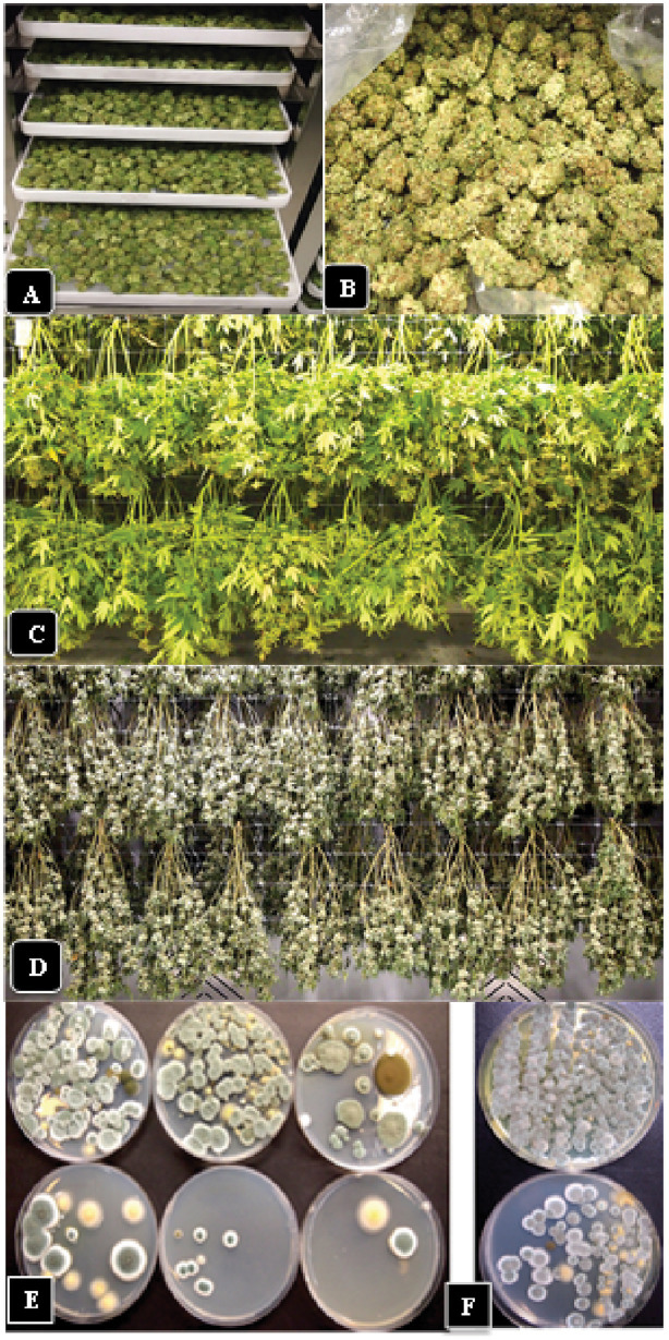 Effect of post-harvest handling methods on TYM levels. (A,B) The rack dry method involves removal of individual flowers (buds) from the stem followed by mechanical trimming of the inflorescence leaves (wet trim) and rack drying. (C,D) The hang-dry method involves drying the entire stem followed by removal of individual flowers from the stem and mechanical trimming of the inflorescence leaves (dry trim). (E) TYM levels present in three independent samples of inflorescences on day 1 in the drying room (top row of Petri dishes) compared to day 6 (bottom row of Petri dishes) following the hang-dry method. While the drying process significantly reduced TYM levels over 6 days, there were still remnants of microbes remaining, consisting mostly of Aspergillus and Penicllium spp. as seen on the Petri dishes. (F) Colonies of TYM observed on Petri dishes from the wet trim method (top Petri dish) compared to the hang dry method (bottom Petri dish). There were lower numbers of colonies recovered from the hang-dry sample.