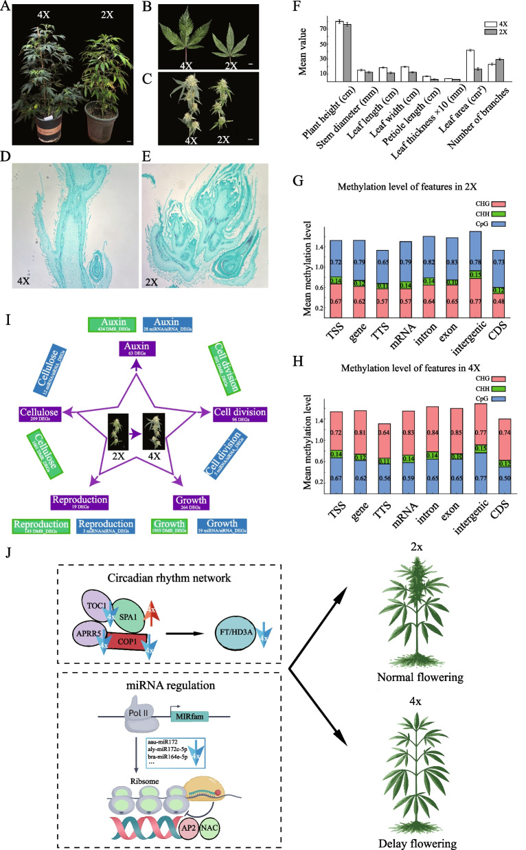 Phenotypic Traits and Molecular Impact in Tetraploid and Diploid Variants of Industrial Hemp. A Morphological characteristics of vegetative growth in tetraploid (left) and diploid (right) industrial hemp plants, with a scale bar of 5 cm; B Leaf morphology of hemp, with a scale bar of 1 cm; C Morphology of mature hemp inflorescence, with a scale bar of 1 cm; D–E Autotetraploid and diploid industrial hemp flower bud paraffin sections at initial flowering period; F Statistical analysis of hemp phenotypes traits; G–H Relative proportions of CHG, CHH and CpG mode for TSS, gene, TTS, mRNA, intron, exon, intergenic, and CDS regions; I Numbers of differentially expressed transcripts potentially regulated by DMRs and small RNAs, categorized into five major plant growth processes: auxin response, cell division, cellulose metabolic/biosynthetic processes, growth, and reproduction. J Schematic diagram of our hypothetical model integrating circadian rhythm network and miRNA regulation in Flowering time of tetraploid (4X) and diploid (2X) hemp. The blue arrow denotes downregulation of the respective gene or miRNA, while red indicates upregulation. MiRfam represents a miRNA gene family. A blocked line ('T') indicates inhibition