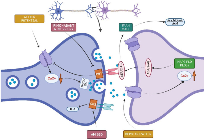 Role of Endocannabinoid System in Pathophysiology of ASD. CB1 and CB2 receptors can work as a potential therapeutic target of ASD. Rimonabant & NESS0327 targets CB1; whereas AM630 targets CB2