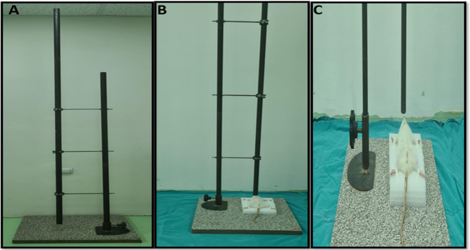 Application of the blunt chest trauma model in rats. (A) Experimental setup, (B, C) Placing rats in the experimental setup and positioning them