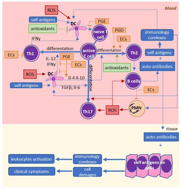 Influence of reactive oxygen species and lipid mediators on immune cell interactions in SLE and RA.