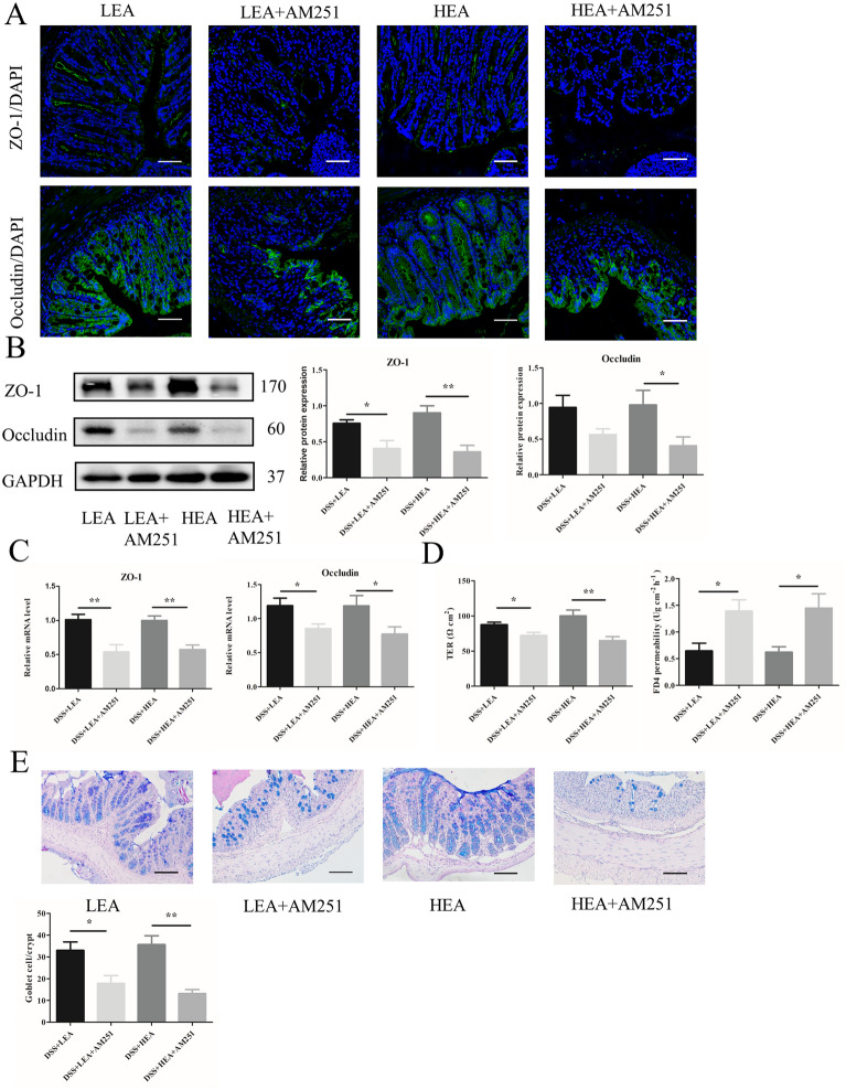 AM251 reversed the barrier-repairing effects of EA. A The distribution of ZO-1, and Occludin in colonic tissues. Scale bar = 100 μm. B The protein levels of colonic ZO-1 and Occludin. C The mRNA expression of colonic ZO-1 and Occludin. D Ttransepithelial resistance and FD4 permeability in the colon. E The number of goblet cells in the colon. (N = 6 mice per group, *P < 0.05, **P < 0.01 vs. the EA group)