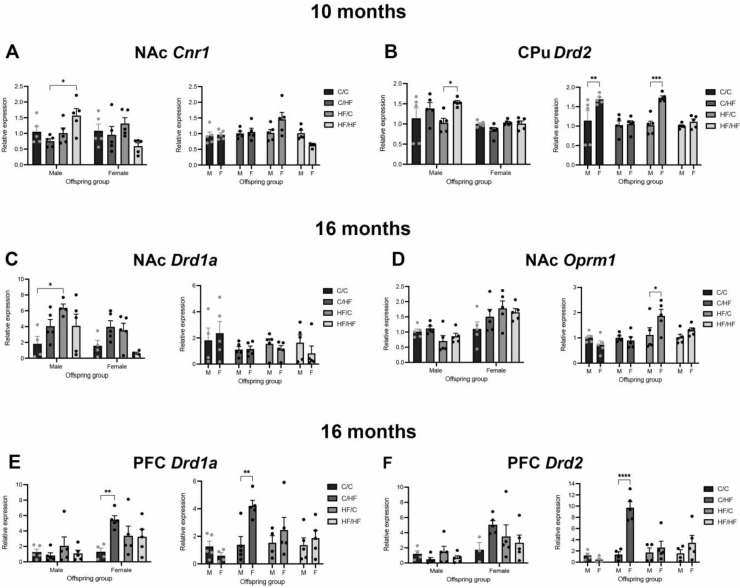 Relative expression of markers of dopamine, μ-opioid, and endocannabinoids in the brains of 10-month-old offspring. (A,B) Relative mRNA levels of Crn1 in the nucleus accumbens (NAc, A) and Drd2 in the caudate–putamen (CPu, B) of 10-month-old male and female offspring groups. (C–F) mRNA levels of Drd1a (C,E), Oprm1 (D), and Drd2 (F) in the nucleus accumbens (C,D), and prefrontal cortex (PFC, E,F) of 16-month-old male and female offspring. Here, n = 4–5 for all groups. For comparisons between diet groups, mRNA levels are expressed relative to the male (M) or female (F) C/C group. For sex comparisons, levels are expressed relative to the males in each diet group. Here, * p < 0.05, ** p < 0.01, *** p < 0.001, and **** p < 0.0001, with one- or two-way ANOVA with Sidak’s post hoc.
