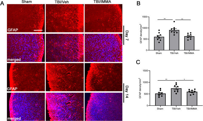 The activation of astrocytes in TNC of mTBI mice was suppressed by IMMA administration. On days 7 and 14 post-TBI, the GFAP-positive immunostaining was increased in the TNC of the mTBI mice and reduced in the IMMA treatment group (A). Quantitative analysis indicated that the TBI/vehicle group animals had significantly enhanced GFAP positive immunostaining in the TNC region on days 7 and 14 post-TBI compared to the sham group (**, p < 0.01). The TBI animals that received IMMA treatment had remarkably attenuated GFAP immunostaining in the TNC at 7 (**, p < 0.01 compared to the TBI/vehicle group) (B) and 14 days post-TBI (*, p < 0.05 compared to the TBI/vehicle group) (C) (mean ± SEM. n = 8/group). Scale bar = 50 μm