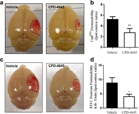 CPD-4645 rescues BBB integrity after ischemic challenge. The rose bengal photothrombosis model induces a focal ischemic injury that leads to BBB dysfunction. CPD-4645 administered 30 min post lesion (a, b) reduced the penumbra size (a) and BBB permeability (b) as assessed by extravasation of Cadavarin555 into the brain parenchyma. CPD-4645 administered 6 h post ischemic lesion (c, d) reduces penumbra size (c) and BBB permeability (d) as assessed by extravasation of 70 kDa FITC conjugated dextran in the brain parenchyma. Data were plotted with means ± SEM and data analyzed using unpaired t test (n = 5 mice/group). Significance is shown as *p ≤ 0.05 and **p < 0.01 compared to vehicle group