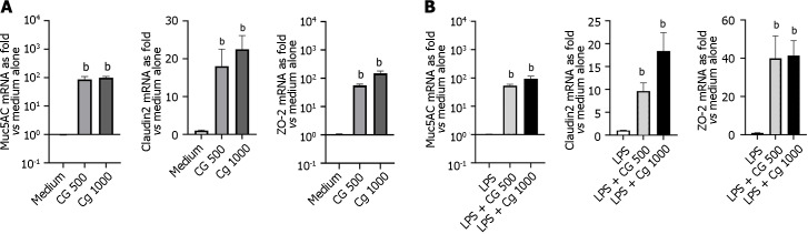 Modulation of intestinal barrier-related molecules in HT-29 cells incubated with chitin-glucan at different concentrations, with or without lipopolysaccharide stimulation. A: Modulation of intestinal barrier-related molecules in non-stimulated HT-29 cells incubated for 3 h in medium alone (medium, white), chitin-glucan at 500 microgram per milliliter [chitin glucan (CG): 500, grey)], or chitin-glucan at 1000 microgram per milliliter (CG 1000, dark grey); B: Modulation of intestinal barrier-related molecules in HT-29 cells stimulated during 24 h by lipopolysaccharide (LPS) and incubated 3 additional hours in medium alone (LPS, white), chitin-glucan at 500 microgram per milliliter (LPS + CG: 500, grey), or chitin-glucan at 1000 microgram per milliliter (LPS + CG: 1000, black). bP < 0.01. MUC5AC: Mucin-5AC; ZO-2: Zonula occludens-2; CG: Chitin glucan; LPS: Lipopolysaccharide.