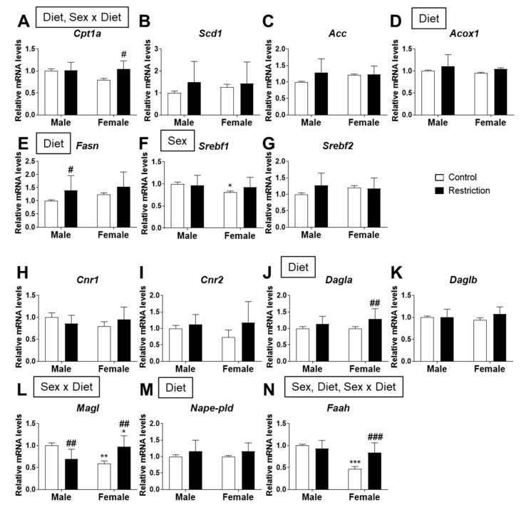 Effect of maternal caloric restriction on mRNA expression of principal genes of lipid metabolism: Cpt1a (A), Scd1 (B), Acc (C), Acox1 (D), Fasn (E), Srebf1 (F) and Srebf2 (G); and the endocannabinoid system: Cnr1 (H), Cnr2 (I), Dagla (J), Daglb (K), Magl (L), Nape-pld (M) and Faah (N) in hypothalamic astrocytes of male and female pups at PND2. Data are expressed as the mean ± S.E.M. (control male: n = 10; restriction male: n = 14; control female: n = 9; restriction female: n = 10). Tukey or single-effect analysis: */**/*** p < 0.05/0.01/0.001 vs. males (sex difference); #/##/### p < 0.05/0.01/0.001 vs. same-sex control group. The main results of the two-way ANOVA (effect of sex, diet and/or sex x diet interaction) are indicated above the graphs. We also analyze the effect of sex and maternal caloric restriction on the protein levels of the main enzymes of lipid metabolism and the endocannabinoid system. Two-way ANOVA showed an effect of sex on CPT1a [F (1,20) = 7.079; p < 0.05] and SREBP2 [F (1,20) = 5.877; p < 0.05] protein levels, with an increase in CPT1a in hypothalamic astrocytes from females born to caloric-restricted mothers compared to males from the same group (* p < 0.05; Figure 6A).
